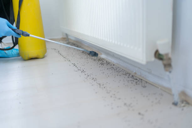 Best Local Pest Control Services  in Olympia Heights, FL